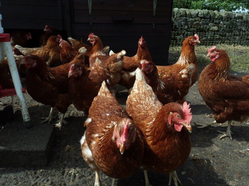 Pullets