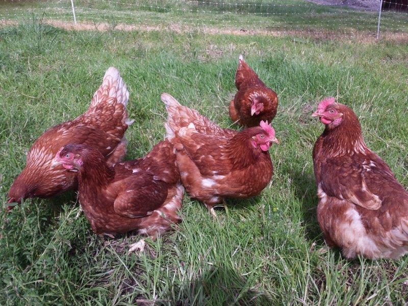 Pullets