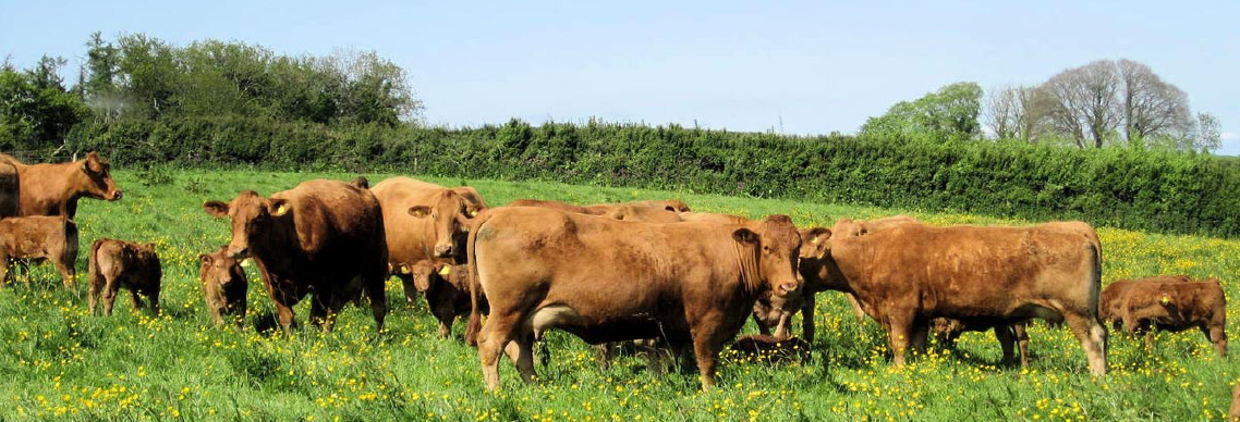 Gap Farm Herd