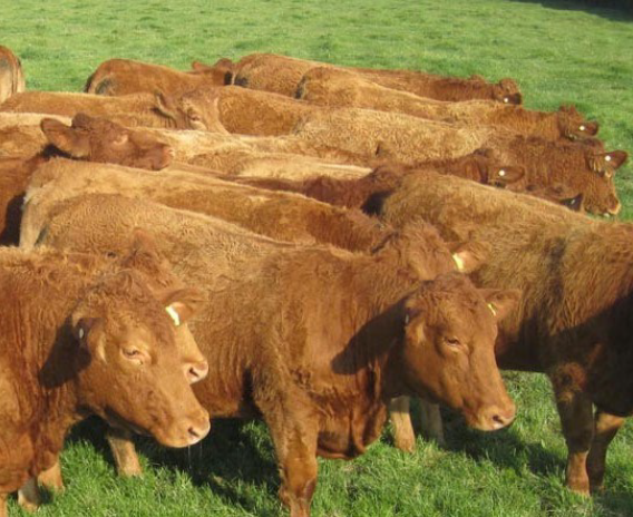 Gap Farm Beef